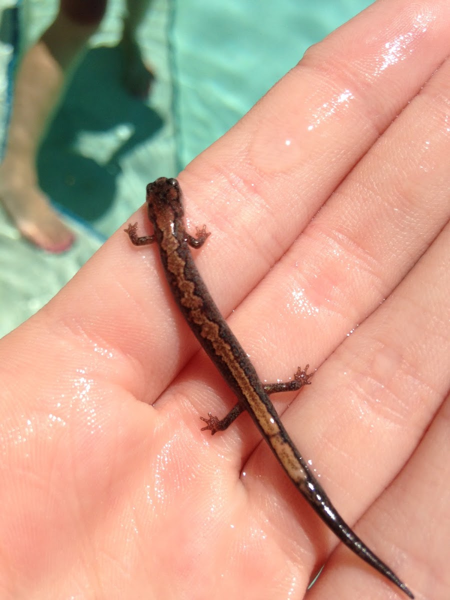 Northern Zigzag Salamander