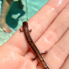 Northern Zigzag Salamander