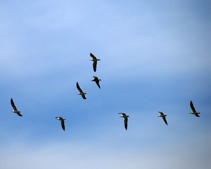 Volando sul lago di Loredana Pagana