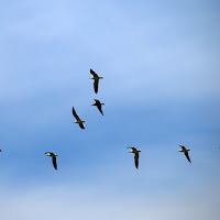 Volando sul lago di 