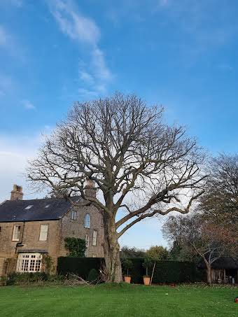 Domestic Tree Work album cover