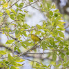 Hooded Warbler