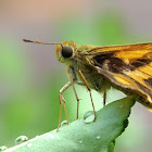 Indian Skipper