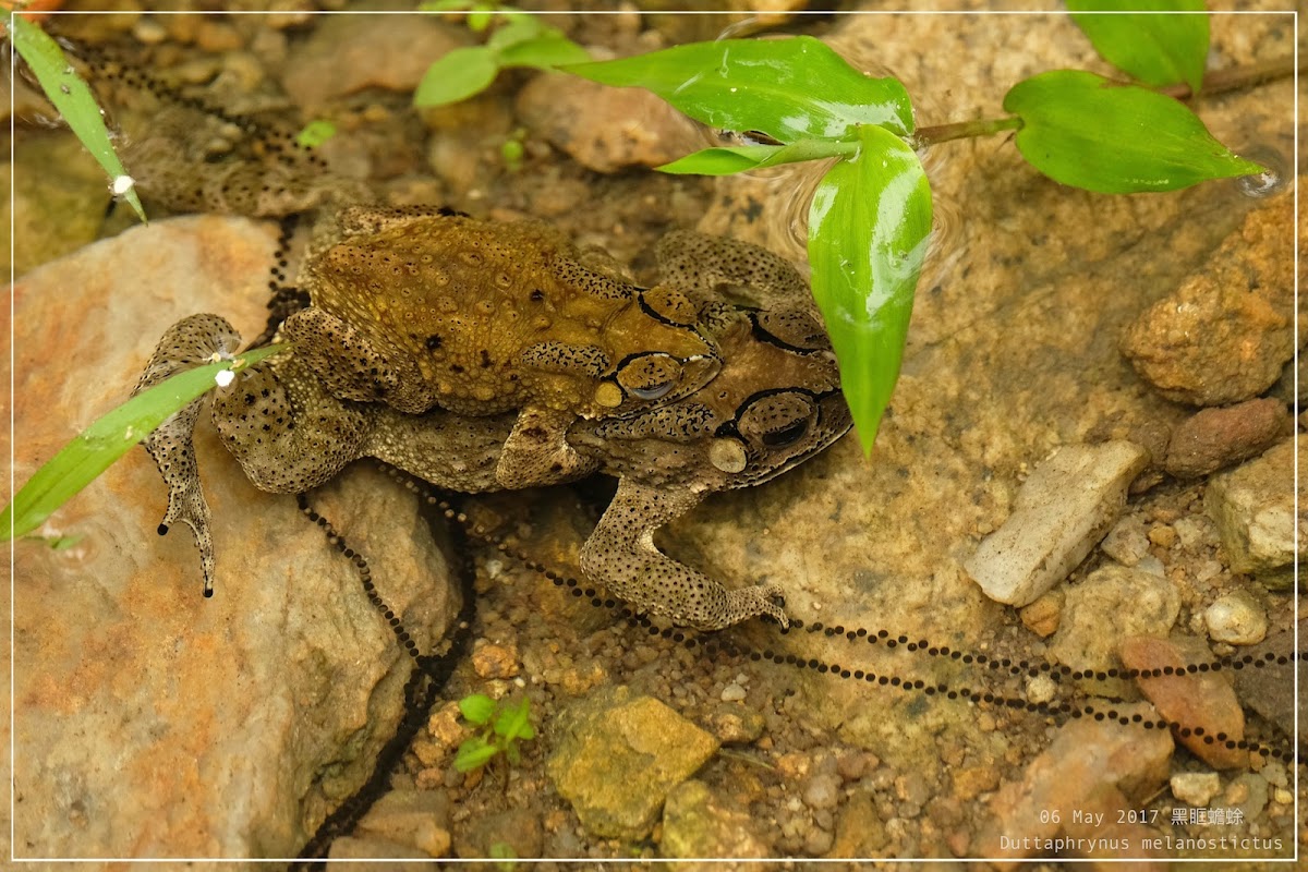 Duttaphrynus melanostictus 黑眶蟾蜍