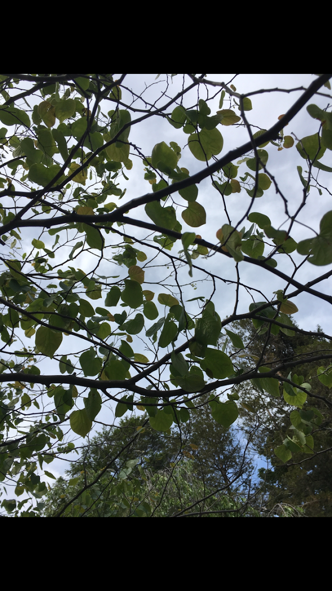 Eastern Redbud