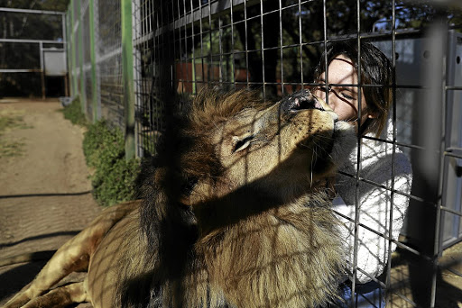 Matty Van Eck gives Chaos some TLC at the Lory Park Zoo in Midrand.