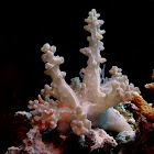 Nudibranch