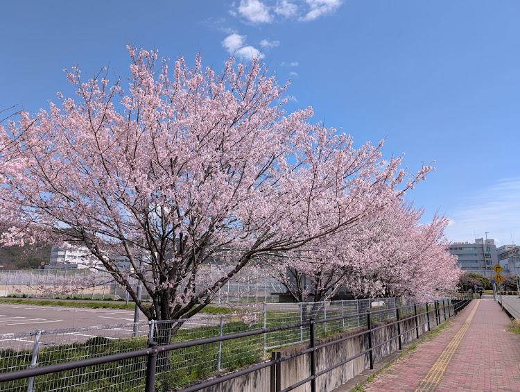 カローラクロスのトヨタ・ドライブ・岐阜・桜・春に関するカスタム事例の投稿画像8枚目