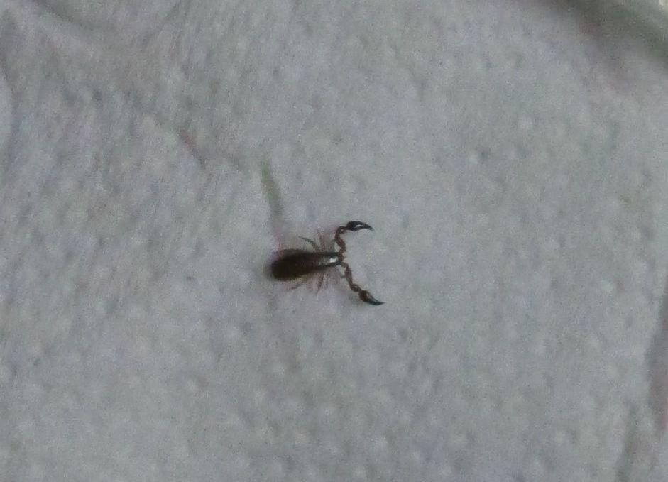 Pseudoscorpion