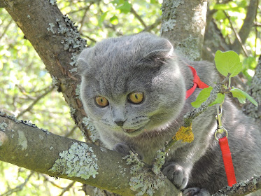 Поговорим о кошках34