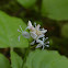 Enchanter's Nightshade