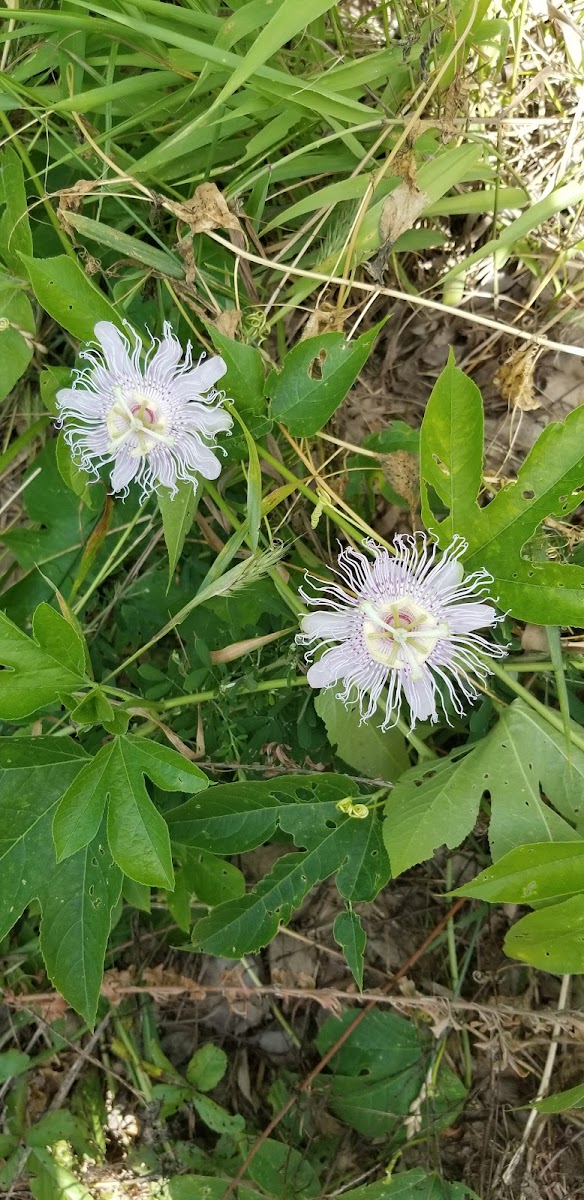 Passion Flower