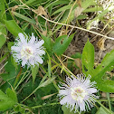 Passion Flower