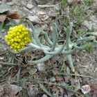 Yellow flower