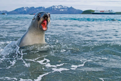 antarctic-seal-pup-closeup.jpg - An Antarctic fur seal pup lets out a bark in the waters of South Georgia island during a Lindblad Expeditions trip. 
