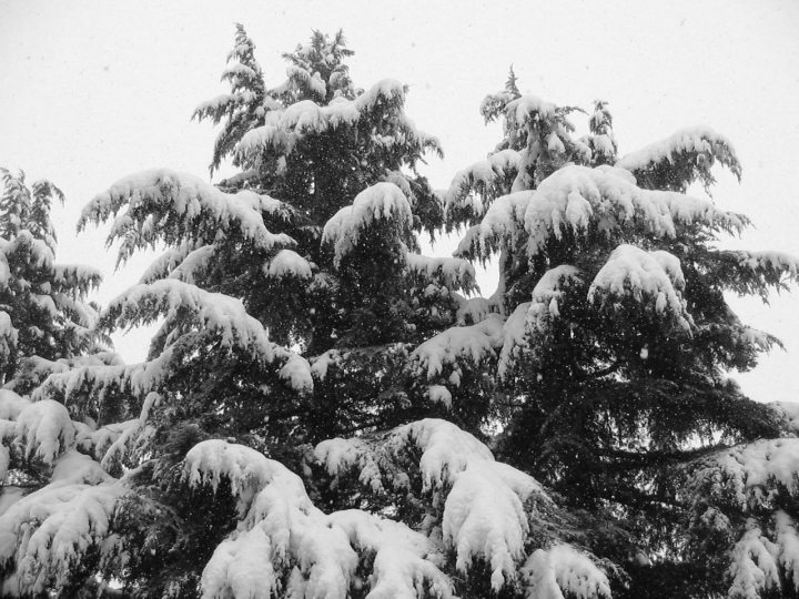 Semplicemente neve di Patatosa