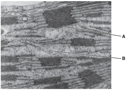 Structure and function of chloroplasts