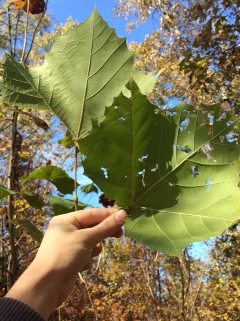 American Sycamore Tree