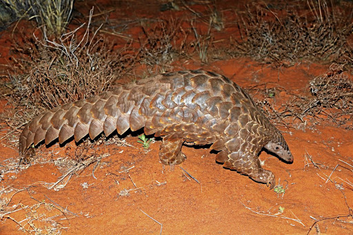 Temminck's pangolin, or the ground pangolin, found in SA. Instances of pangolin poaching have increased by 75% since last year according to the recent crime stats.