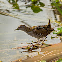 Baillon's crake