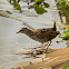 Baillon's crake