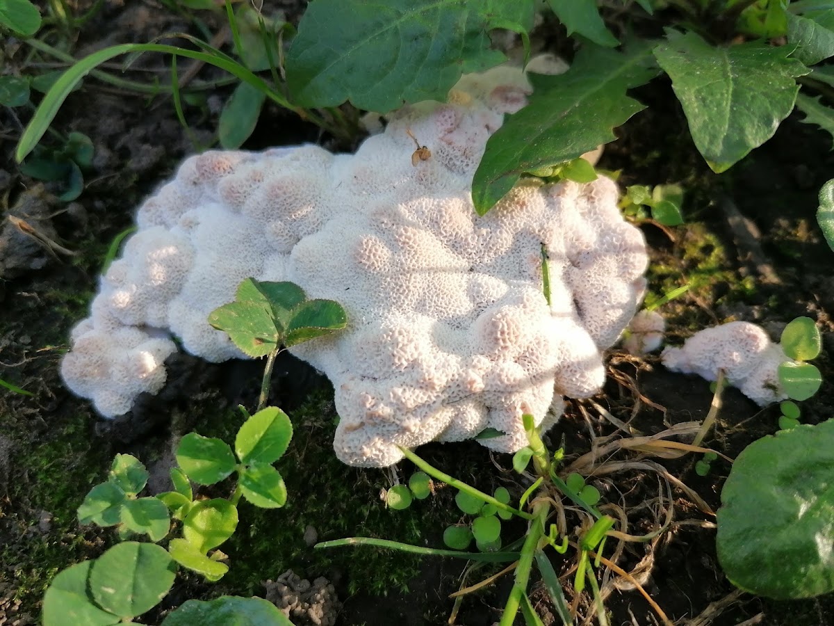 Slime mold spotting