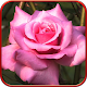 Rose, live wallpaper Download on Windows