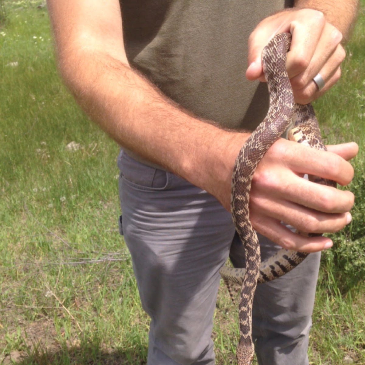 Gopher Snake