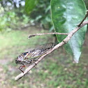 Cicada