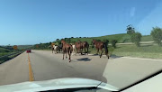 At least 20 horses were caught on camera by motorists running wild along the N2 near the Umhlali offramp in KZN on Wednesday. 