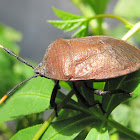 Watermelon Bug