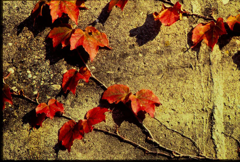 Climbing leaves di luiker