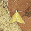 Crambid Snout Moth