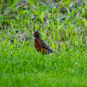 American Robin