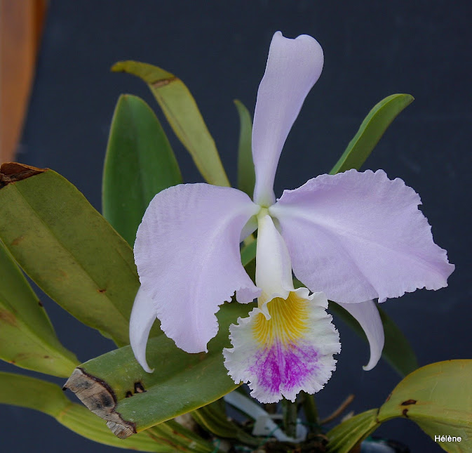 Cattleya warneri (Claro=type clair) 3lgDrrysWgTx6L23VBg8YhLtU27lZ6XM968mzx8p_MWTsrNbBByNjxzXWcyUNVMiUbJOWpkFWzz3ziO6m7S6cq4aUujR_LEQQZDV8Y7F7ApsCPedOrgoL7atWeY2YVITSEQBv4C2XyvfmU9R45PF5QA1t2YPjRxTWaAJq9VBoN-iJQ6vi6ah-kuGf96O_U059W-m-yxRYyrVgOgSlBb3OVvYZPNVGj_ZTQqrWVjfoifgiXPBMOKAzU4xNE0-q8eRe3jWMEcorI37ZlveXwhGtK0aoMF0tGCRHq43SGenitZd9HBeYsnb2SaUEAMunGPVOpx7gXDEI--eItvcAISR3FZBXLfkewZtRYPe5xpxVyhNMGUrrA3kKgPMJPvpDN6HbpPSeYGhl_B6kEt7gBoRYJhV9dG_H5jR0NLemjq2JmeKcMjsYTafUMK05TL4fEziolS23XY_Pghn5iec_PAGkI7eDox2u0pObIKUsrvTK3qsb4zAn9CVRzP2vwZCgraS9N2jmBFDlWYpjiQvpB8EoCbJRa8BfwXOlbCDy7XK1Xv6bJZjwnJ_hUliZGaZnNWPm7v-Fco2pT-s7rz5tLpMdA_hgNOHUvW0=w673-h645-no