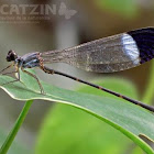 Damselfly paraphlebia zoe