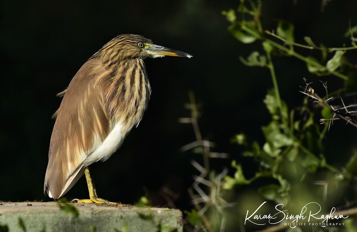 Indian Pond Heron