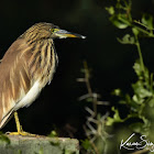 Indian Pond Heron