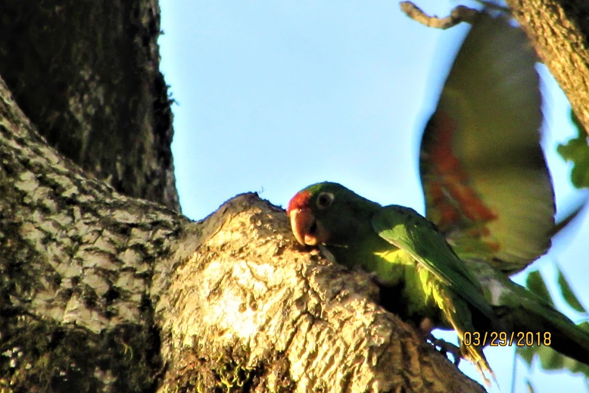 Crimson fronted parakeet