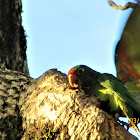 Crimson fronted parakeet