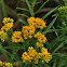 Flat-Topped Goldenrod