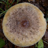 The parasol mushroom