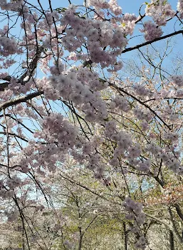 桜の写真撮った｡後､コメント1番の人.....