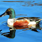 Northern Shoveler