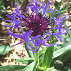 Cornflower