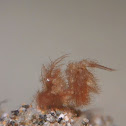 Hairy Shrimp