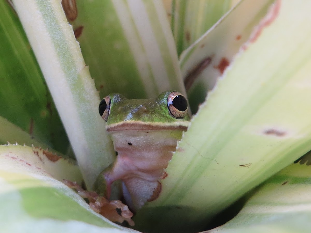 Green Tree Frog