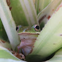 Green Tree Frog