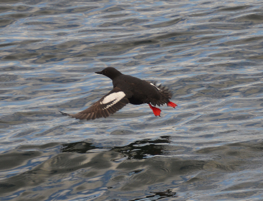 Pigeon Guillemot