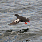 Pigeon Guillemot